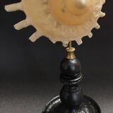 Cabinet of Curiosities Stellaria solaris shell on base