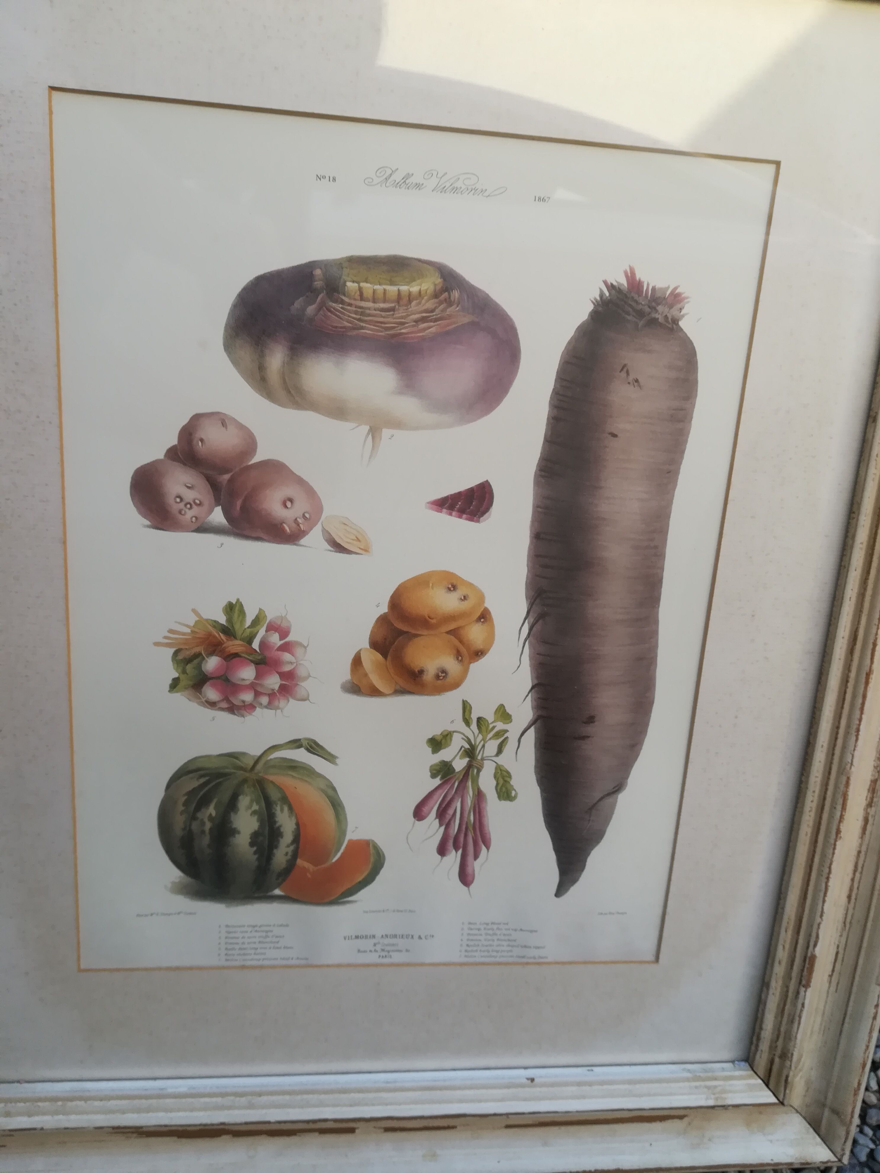 Framed botanical plank, vegetables