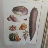Framed botanical plank, vegetables