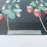 Strawberries framed lithograph