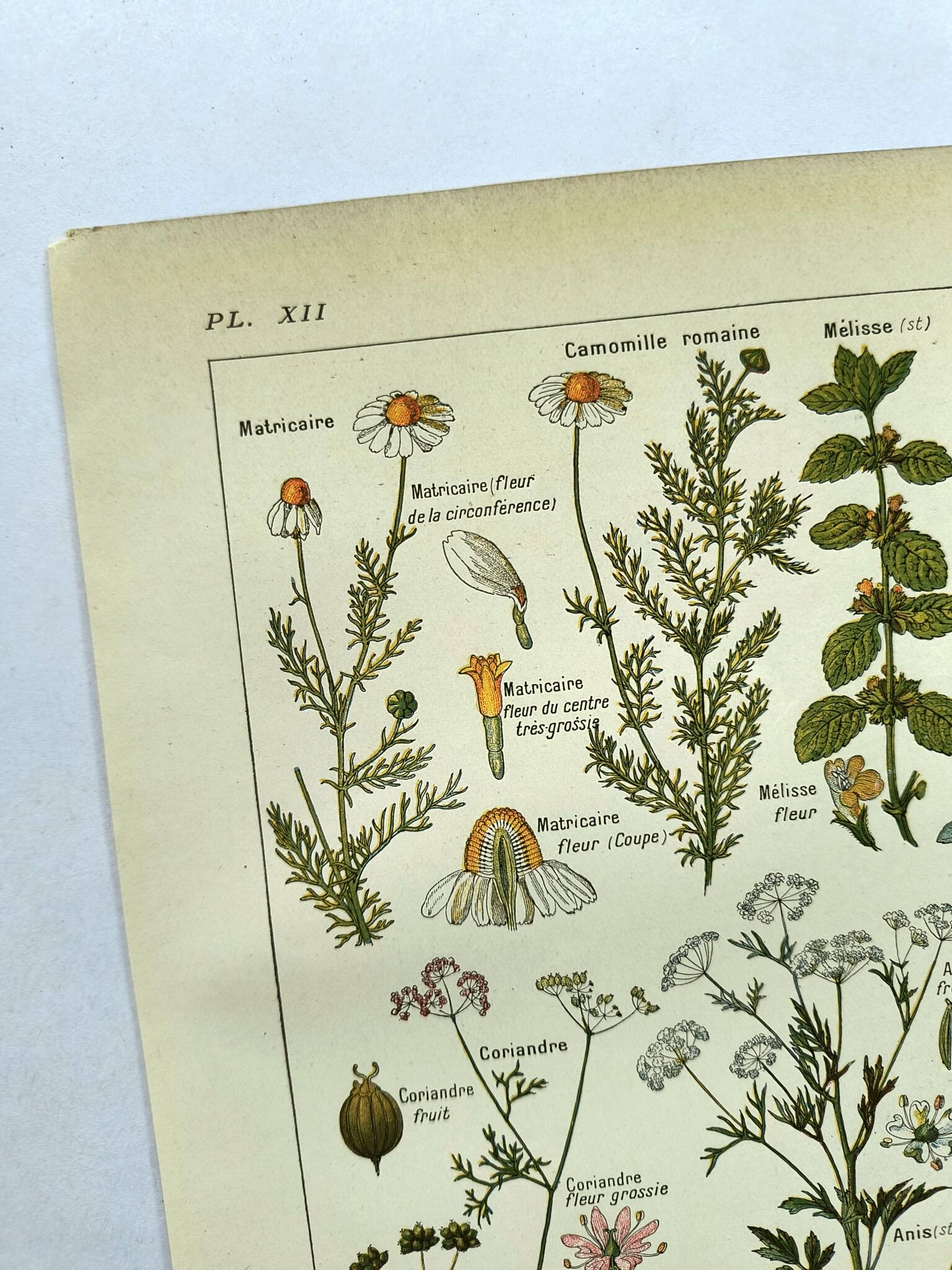 Vintage engraving from 1925 • Digestive plants Old botanical illustration