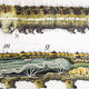 Affiche du 20e siècle Paul Pfurtscheller zoologiques mur graphique, Caterpillar, 1911