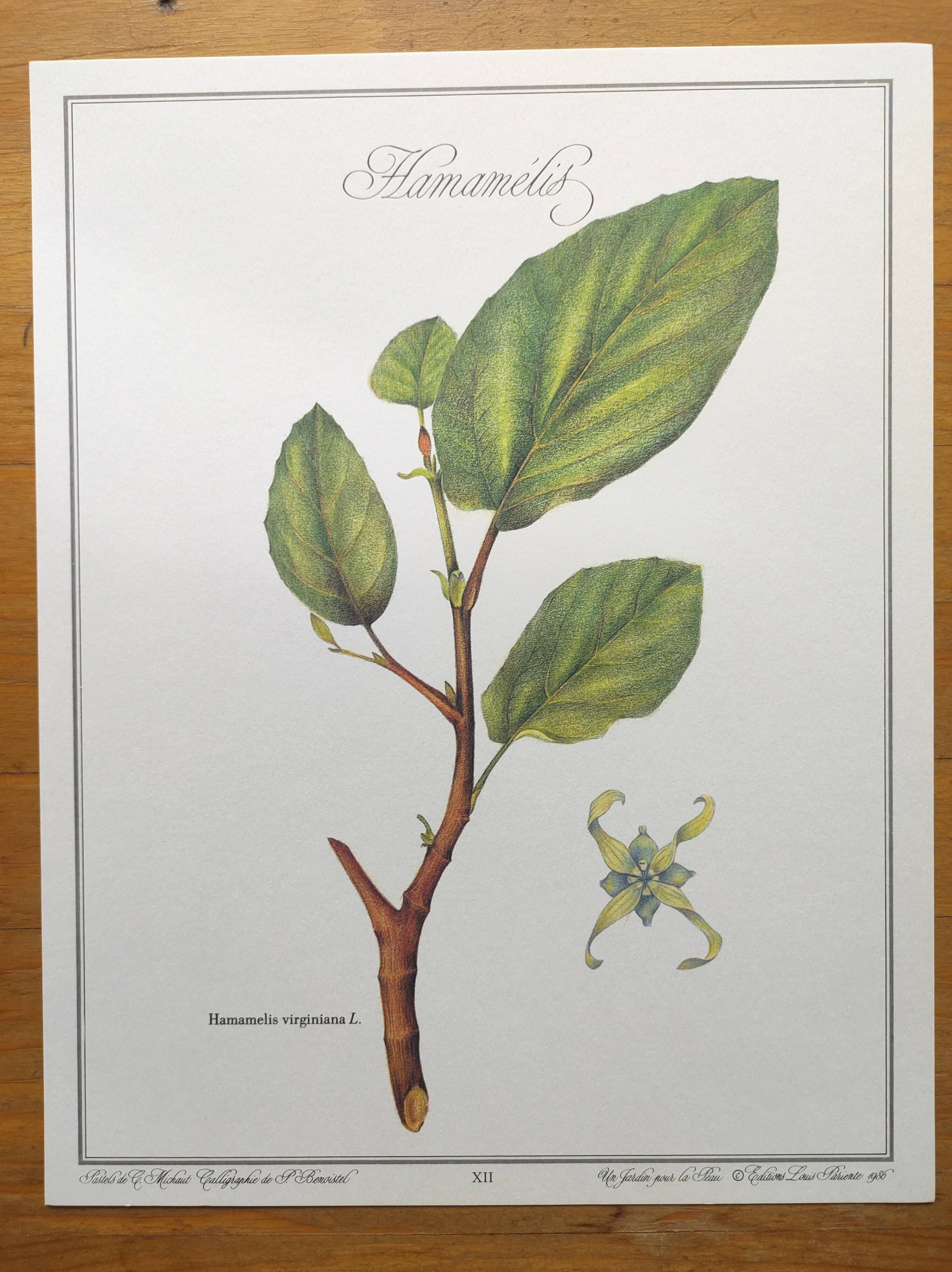 Botanical illustration - Witch hazel - Engraving of medicinal plants. Pastels by C. Michaut