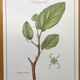 Botanical illustration - Witch hazel - Engraving of medicinal plants. Pastels by C. Michaut