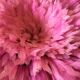 Juju Hat pink headdress 80cm