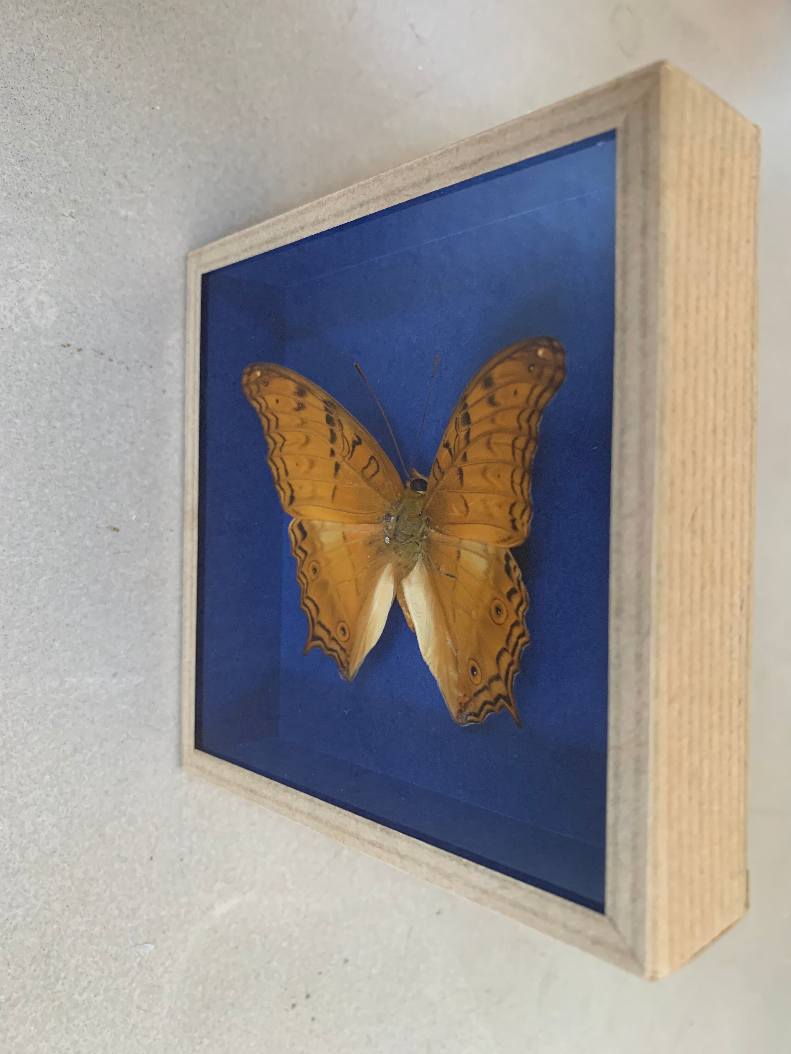 Butterfly stuffed under glass