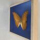 Butterfly stuffed under glass