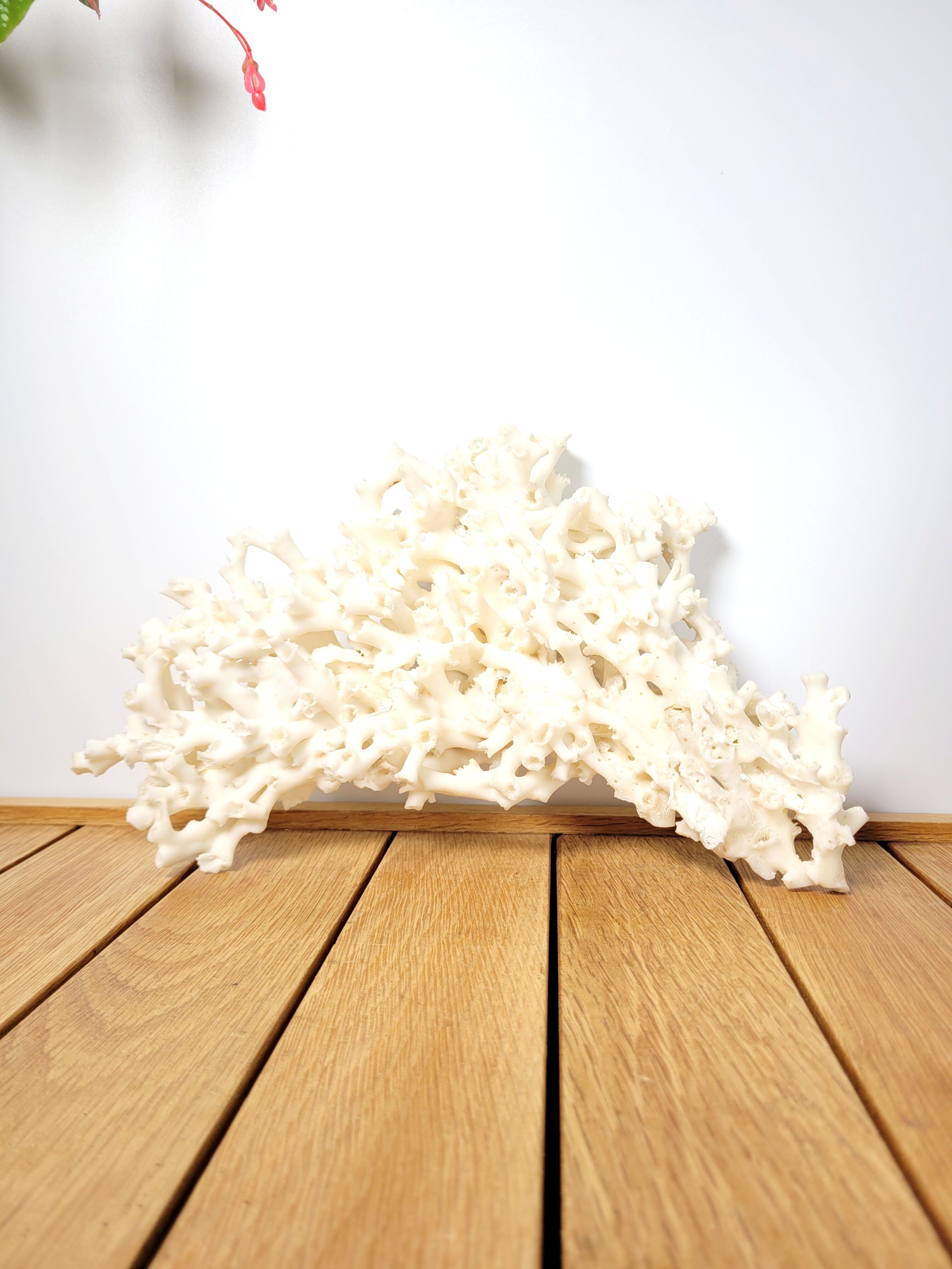 Large white coral 26x16cm