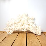Large white coral 26x16cm