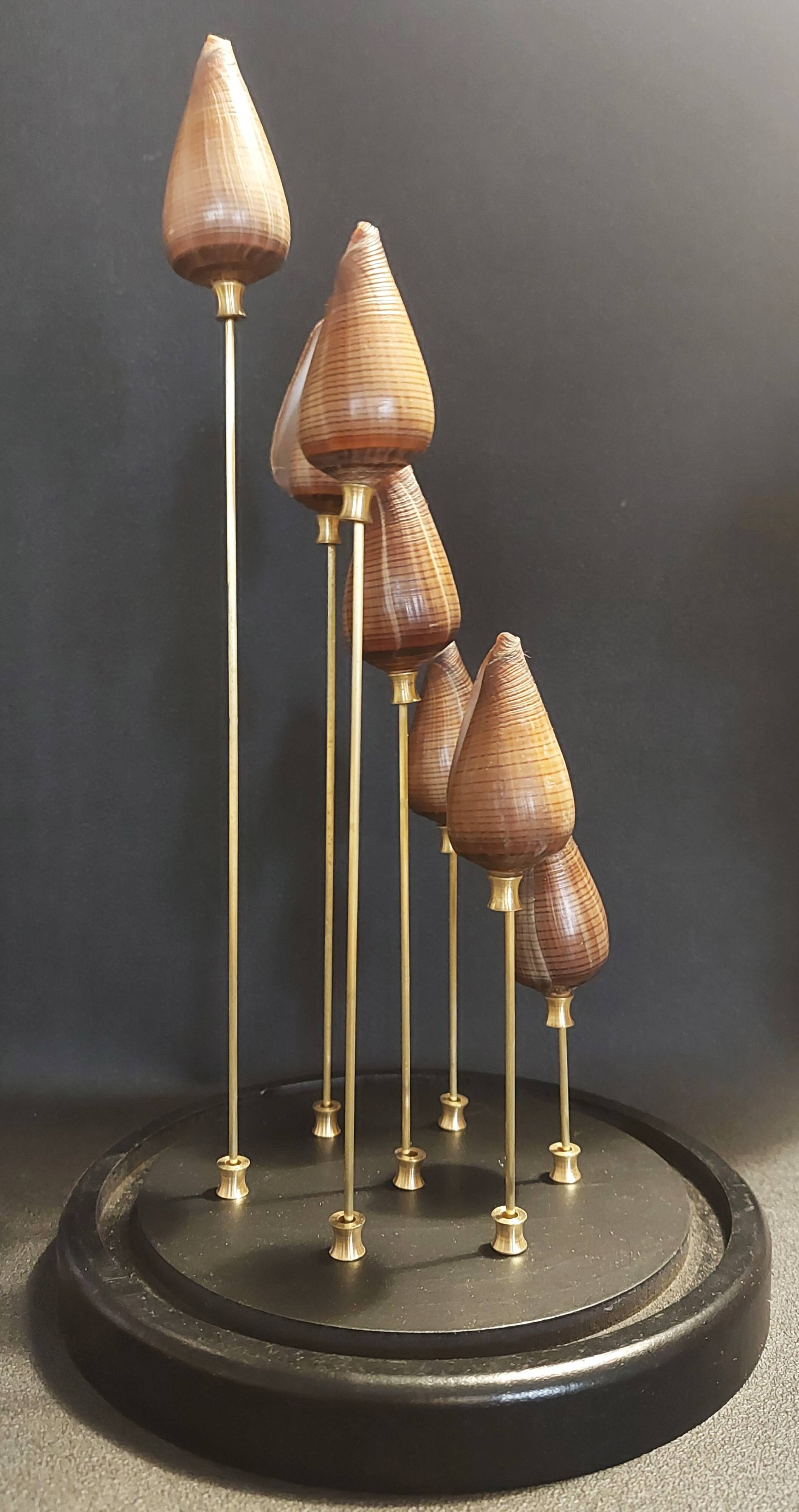 Cabinet of Curiosities globe with conus figulinus shells