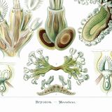 Poster about Bryozoans, based on an old lithograph from 1904.