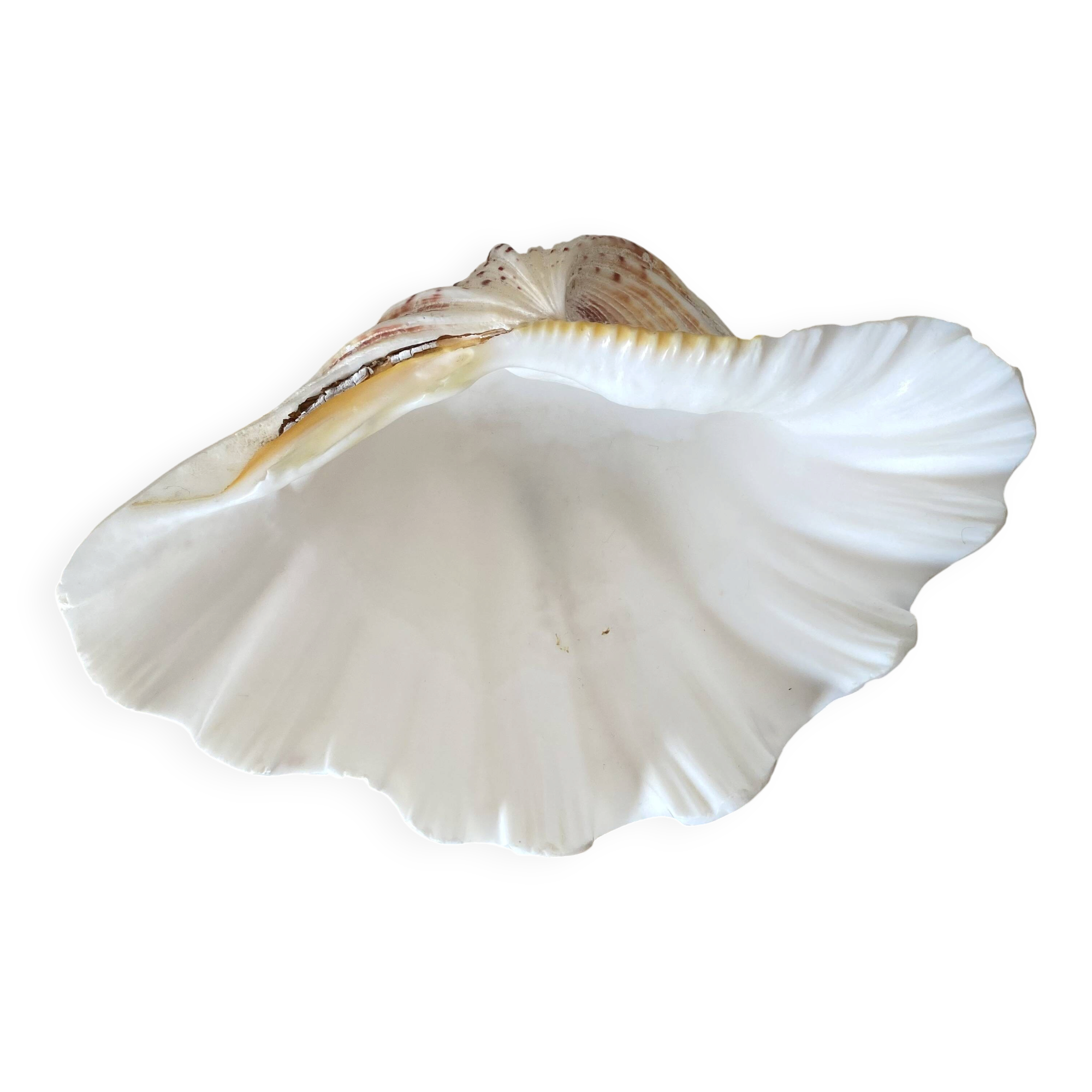 Scallop shell, natural shell catchall.