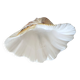 Bénitier, vide poche coquillage