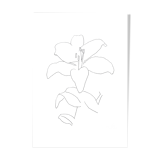 White lily, drawing
