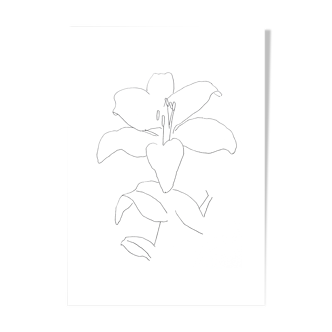 White lily, drawing