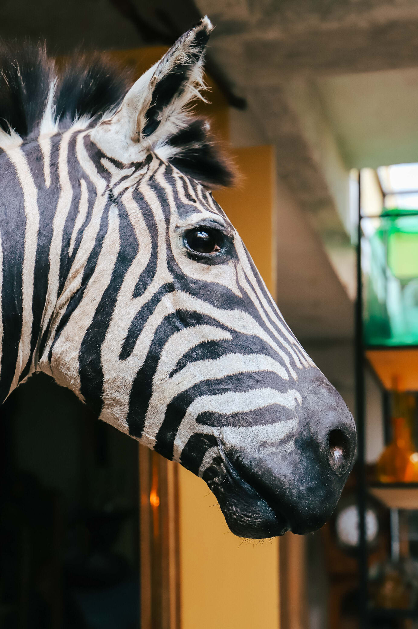 Zebra taxidermy