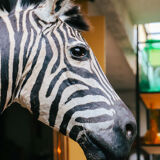Zebra taxidermy