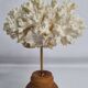 Antique ornamental coral Acropora on solid wood base, 18 cm
