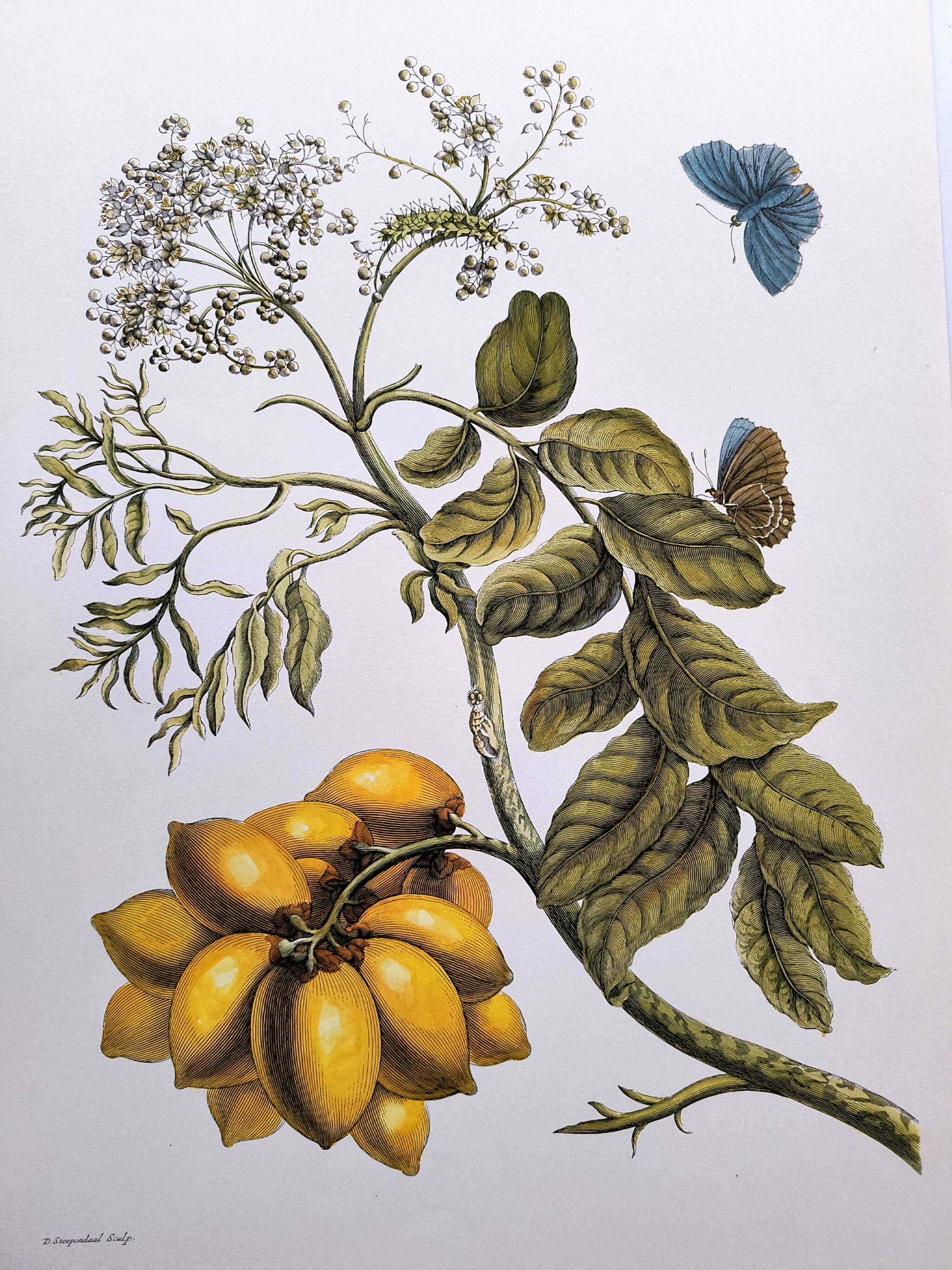 Vintage illustration - Plant with golden fruits by Merian. Antique plate