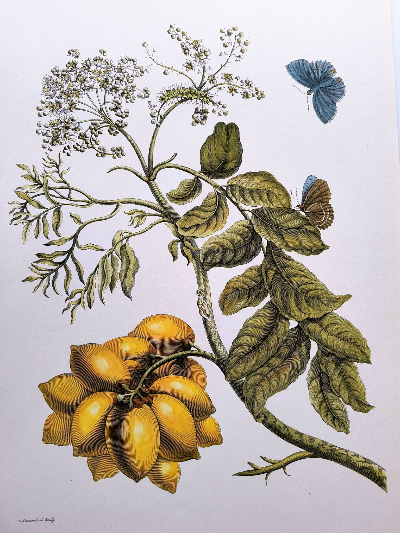Vintage illustration - Plant with golden fruits by Merian. Antique plate