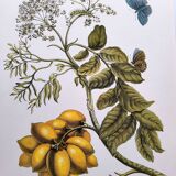 Vintage illustration - Plant with golden fruits by Merian. Antique plate