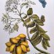 Vintage illustration - Plant with golden fruits by Merian. Antique plate