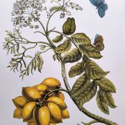 Vintage illustration - Plant with golden fruits by Merian. Antique plate