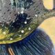 Série de 6 assiettes Puigdemont motifs poissons