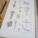 Printed in 1889, the Gentianaceae. Old botanical plate.