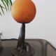Lampe Otarie vintage