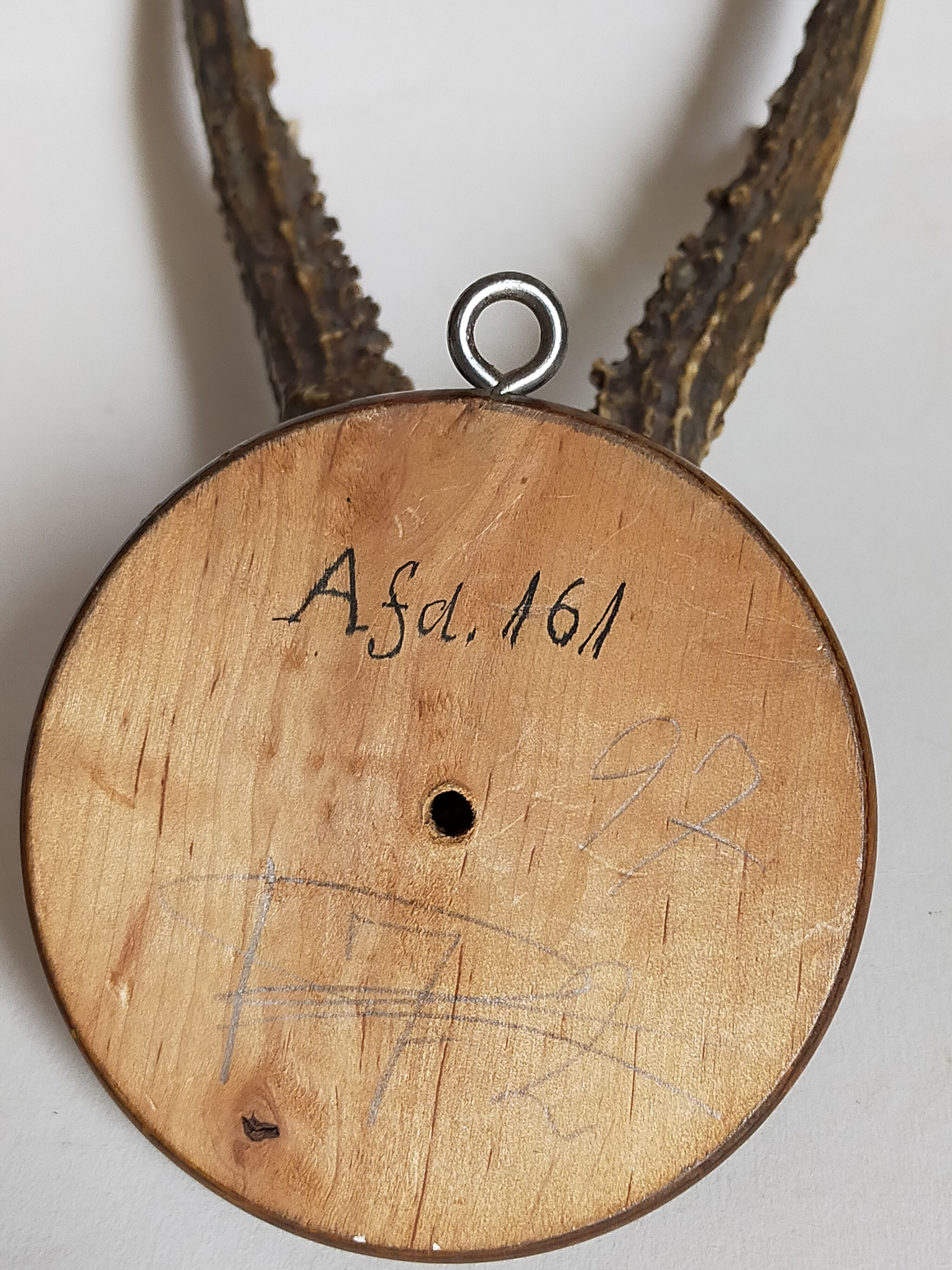Scandinavian hunting trophy old 30 years