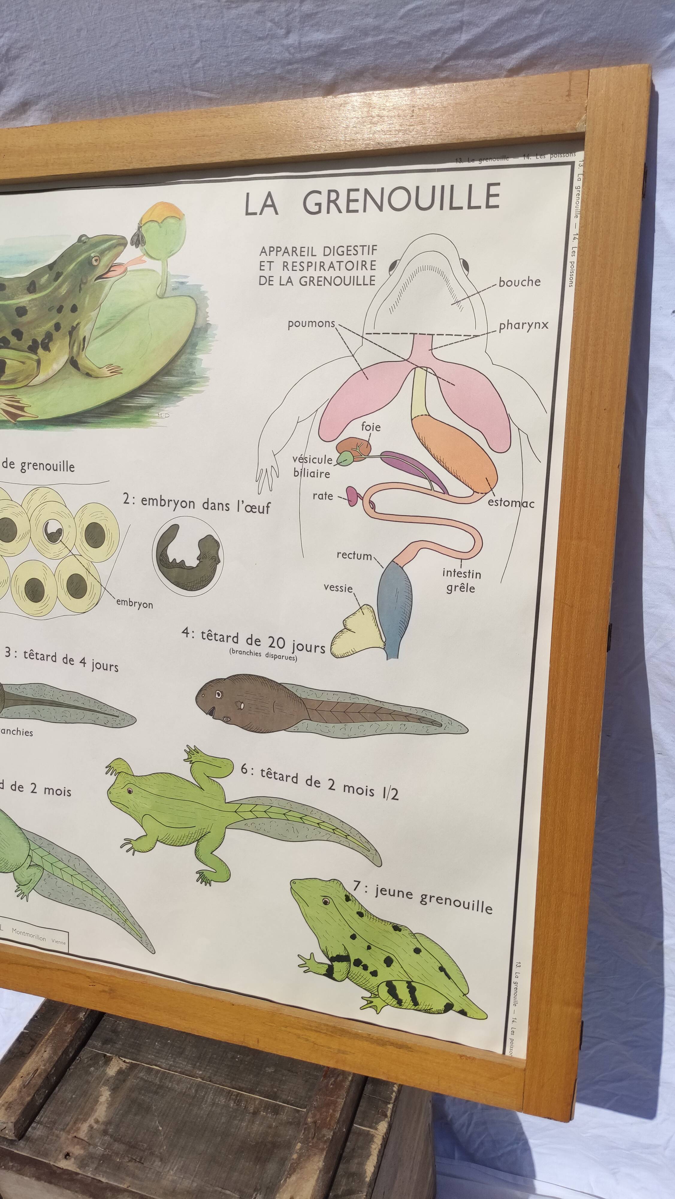 Educational poster of school frog and perch