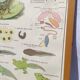 Educational poster of school frog and perch