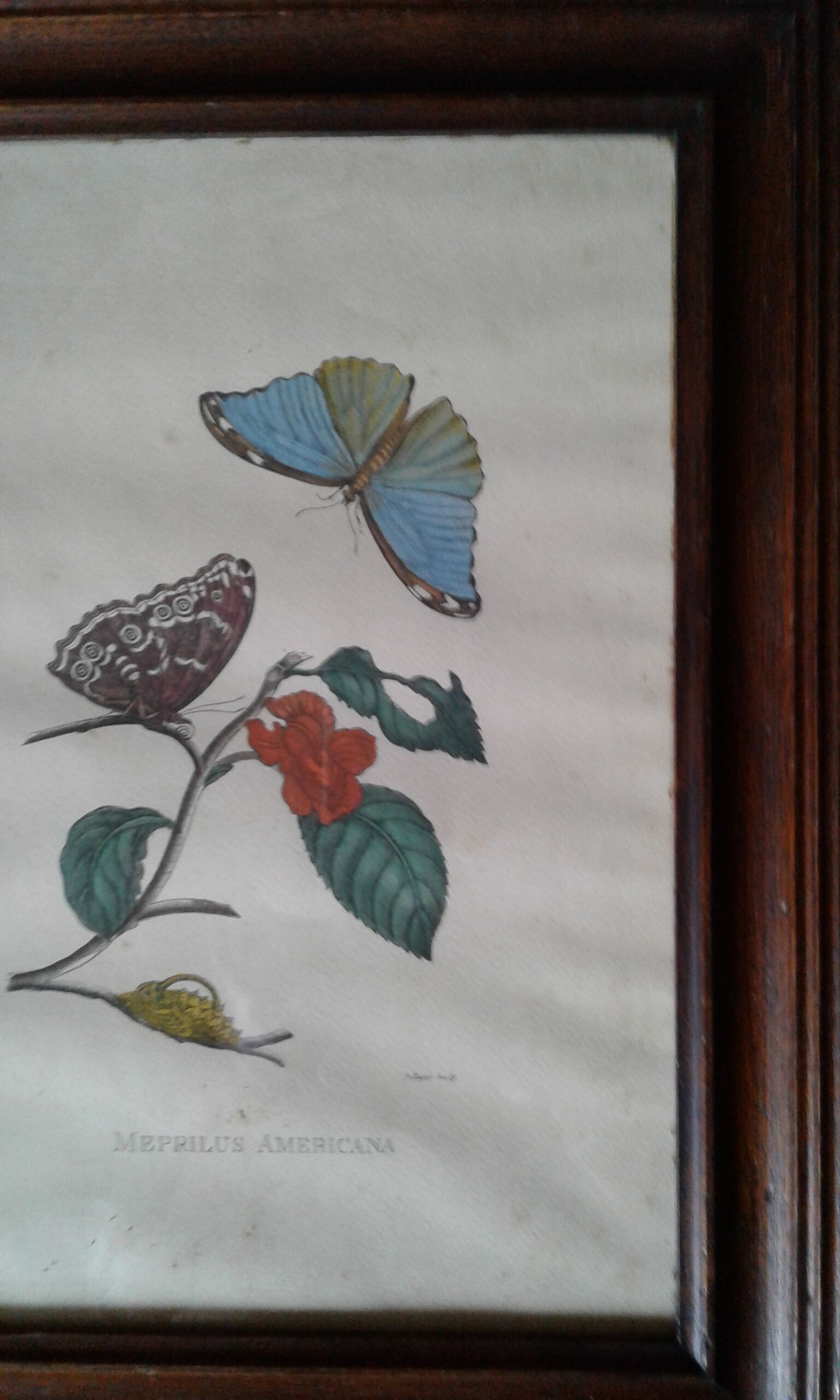 Lot of 2 butterfly lithographs