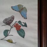 Lot of 2 butterfly lithographs