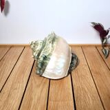 Green Turban Shell or Turbo Marmoratus