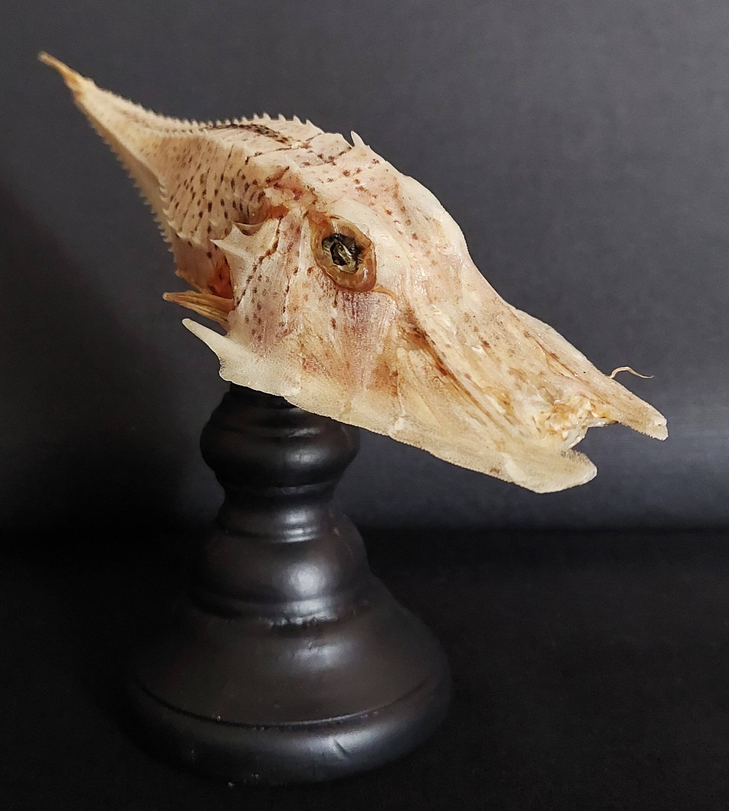 Cabinet of Curiosities naturalized fish satyrichthys welchi on base