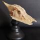 Cabinet of Curiosities naturalized fish satyrichthys welchi on base