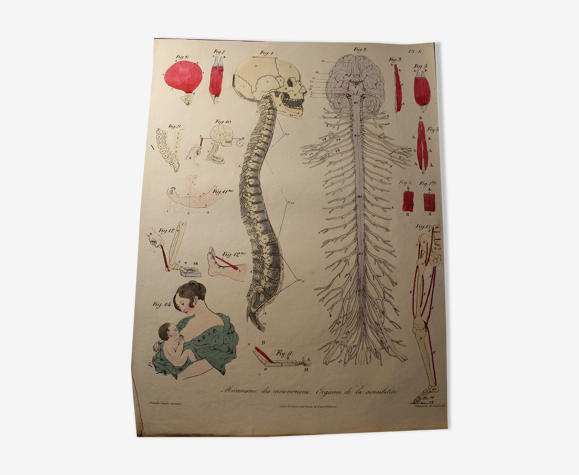 Planche médicale anatomie "Mecanisme des mouvements : Organes de la sensibilité"
