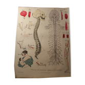 Planche médicale anatomie "Mecanisme des mouvements : Organes de la sensibilité"