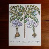 Botanical plate of colchicum and paliurus