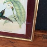 Botanical bird engraving