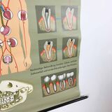 Educational pull-down Jung Koch school map human anatomy chart