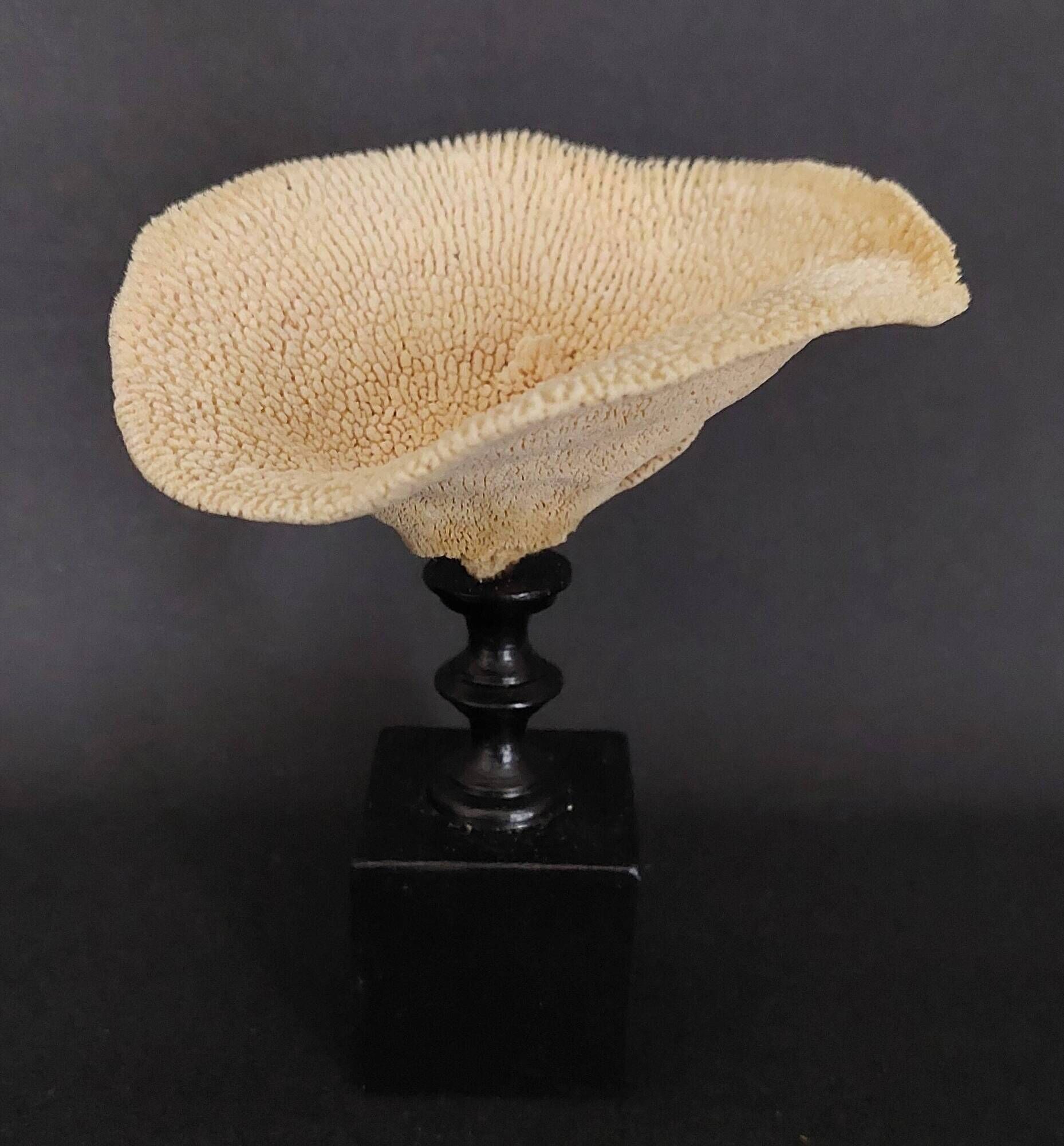 Cabinet of Curiosities sponge carteriospongia foliascens on base