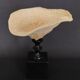 Cabinet of Curiosities sponge carteriospongia foliascens on base