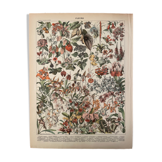 Lithographie gravure fleurs de 1897