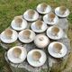 12 cups sous-cups and sugar-stoneware "Nederville"