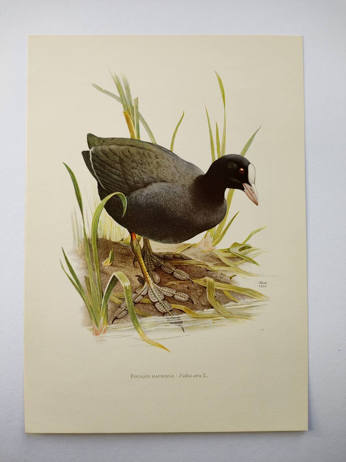 Planche oiseaux Années 1960 - Foulque Macroule - Illustration zoologique et ornithologique vintage