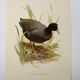 Planche oiseaux Années 1960 - Foulque Macroule - Illustration zoologique et ornithologique vintage