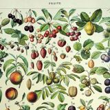 Botanical engraving 1928 A. Millot - Fruit of our regions, fruit harvest